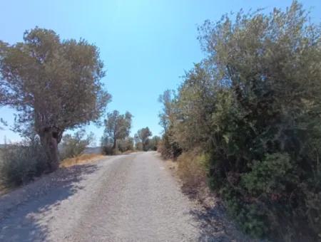 Unique Olive Grove With Valley View!