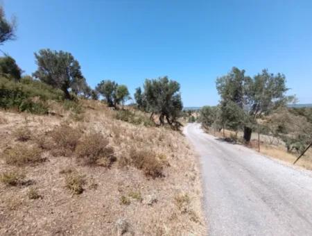 Unique Olive Grove With Valley View!