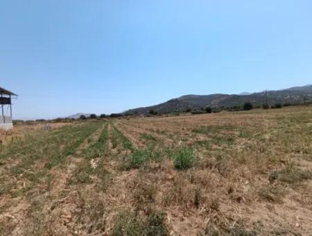 Large Plot Of Land Suitable For Farm Construction In Tire Peşrefli - Investment Opportunity!