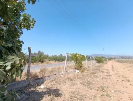 Large Plot Of Land Suitable For Farm Construction In Tire Peşrefli - Investment Opportunity!