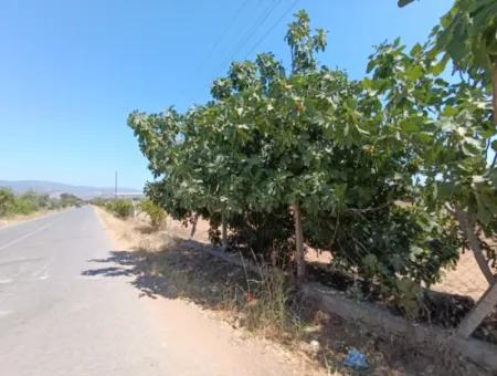 Large Plot Of Land Suitable For Farm Construction In Tire Peşrefli - Investment Opportunity!