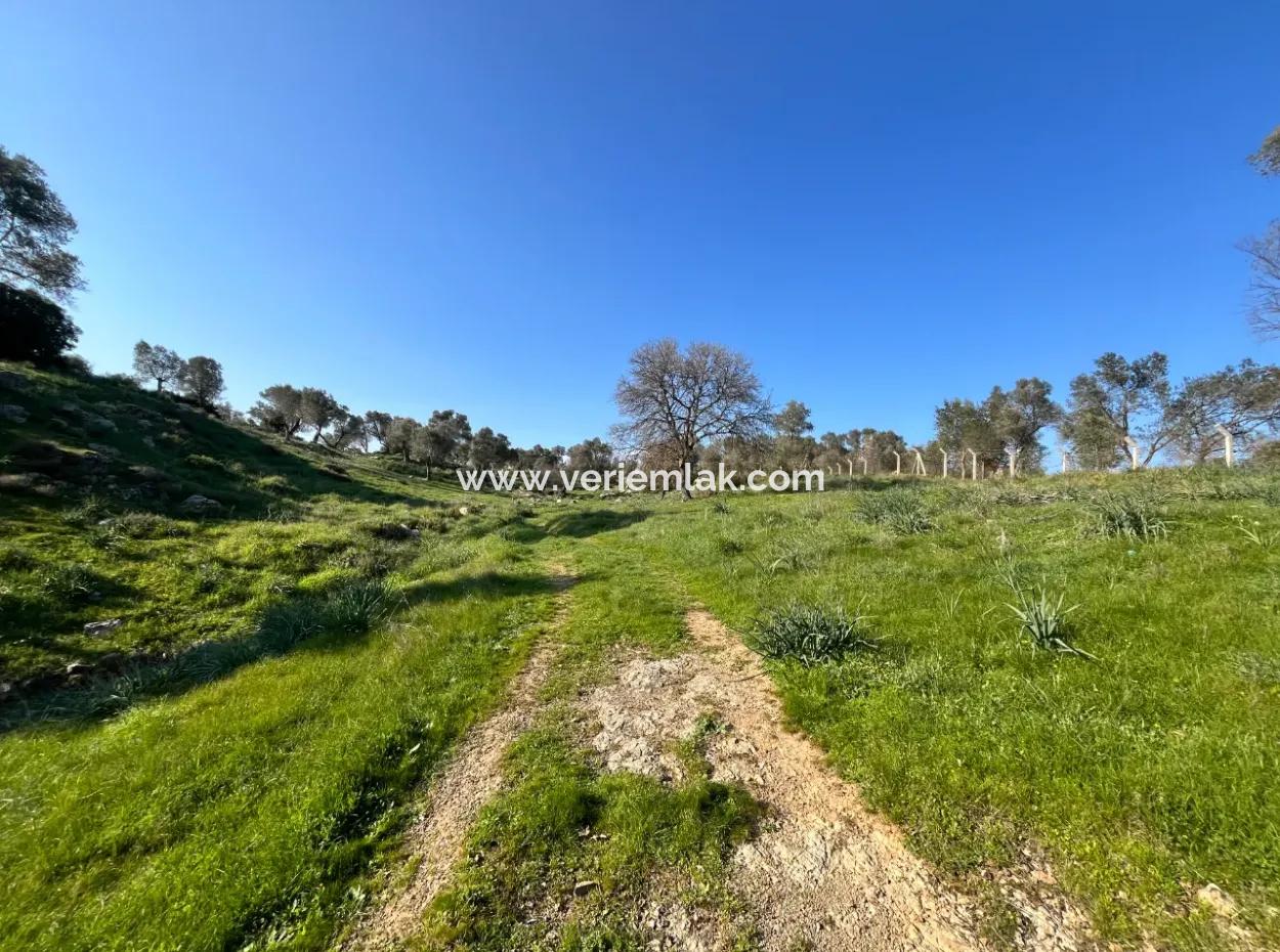 Seferihisar Orhanlı’da 10.000 M² Kadastral Yola Cepheli, Panoramik Doğa Manzaralı Satılık Arsa