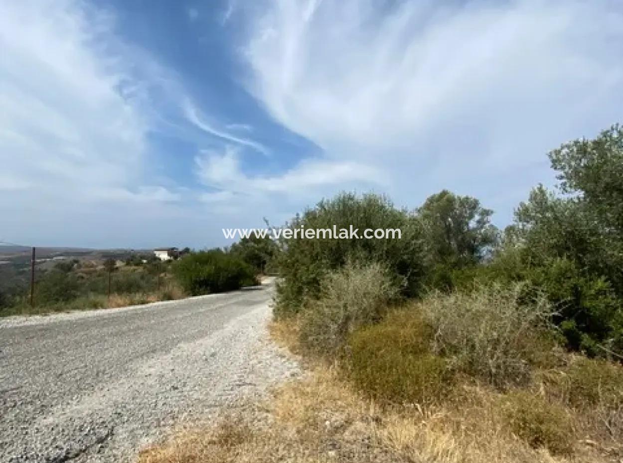 Seferihisarda Kadastrol Yolu Olan, 18.114 M2 Satılık Zeytinlik