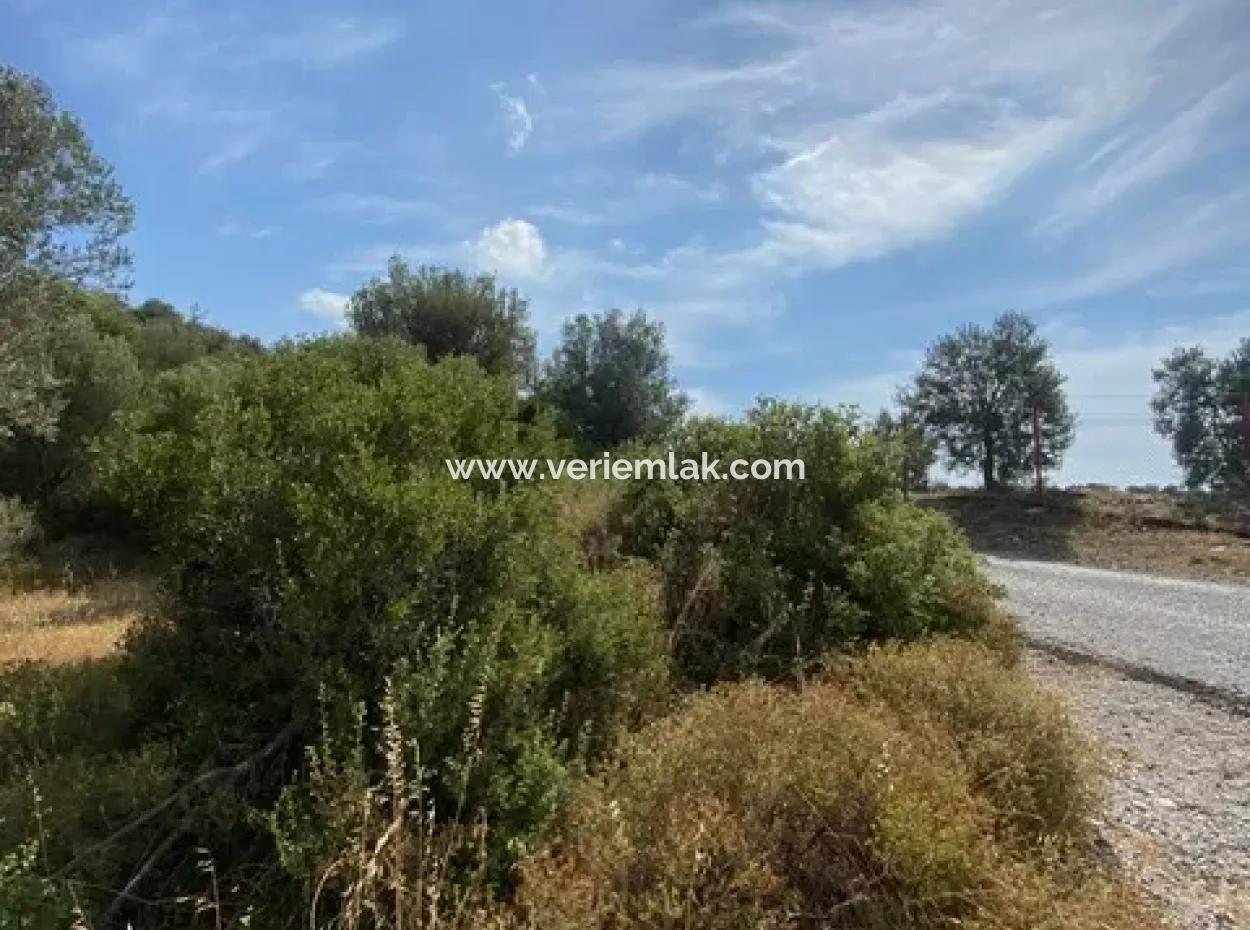 Seferihisarda Kadastrol Yolu Olan, 18.114 M2 Satılık Zeytinlik