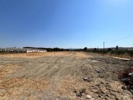 Seferihisar Düzce Mahallesi’nde 5300 M² Verimli Tarım Ve Hayvancılığa Elverişli Arsa!