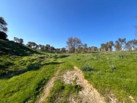 Seferihisar Orhanlı’da 10.000 M² Kadastral Yola Cepheli, Panoramik Doğa Manzaralı Satılık Arsa