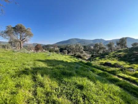 Seferihisar Orhanlı’da 10.000 M² Kadastral Yola Cepheli, Panoramik Doğa Manzaralı Satılık Arsa