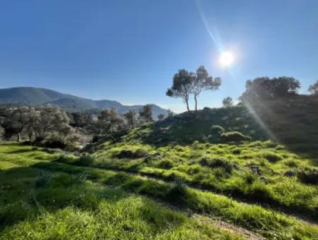 Seferihisar Orhanlı’da 10.000 M² Kadastral Yola Cepheli, Panoramik Doğa Manzaralı Satılık Arsa