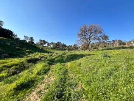 Seferihisar Orhanlı’da 10.000 M² Kadastral Yola Cepheli, Panoramik Doğa Manzaralı Satılık Arsa