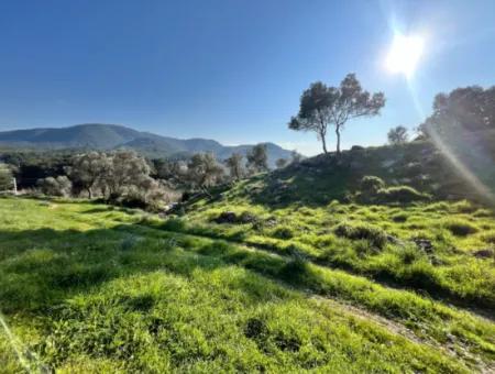 Seferihisar Orhanlı’da 10.000 M² Kadastral Yola Cepheli, Panoramik Doğa Manzaralı Satılık Arsa