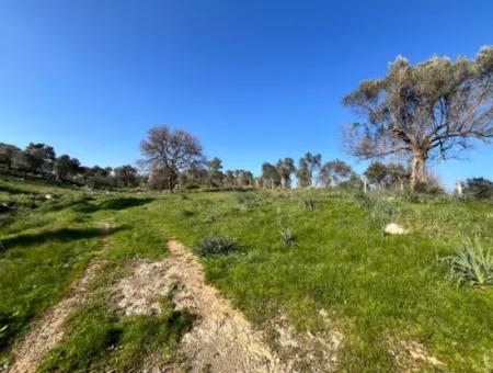 Seferihisar Orhanlı’da 10.000 M² Kadastral Yola Cepheli, Panoramik Doğa Manzaralı Satılık Arsa