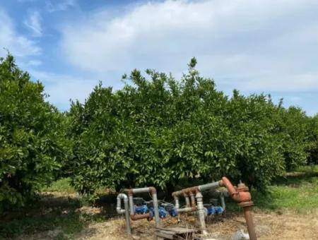 Seferihisar Hıdırlık Mahallesinde Yatırıma Uygun 5291 M2, Satılık Mandalina Bahçesi