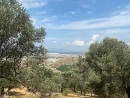 Seferihisarda Kadastrol Yolu Olan, 18.114 M2 Satılık Zeytinlik