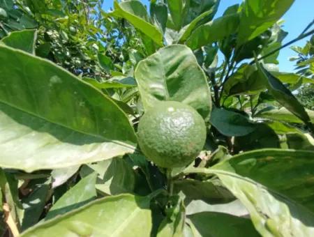 Akarca'da Mandalina Bahçesi: Eşsiz Bir Yatırım Fırsatı!