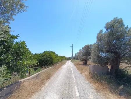 Akarca'da Mandalina Bahçesi: Eşsiz Bir Yatırım Fırsatı!