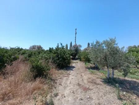 Akarca'da Mandalina Bahçesi: Eşsiz Bir Yatırım Fırsatı!